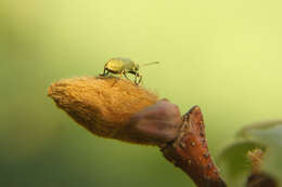 Plancia ëd Phyllobius (Pterygorrhynchus) maculicornis Germar 1824