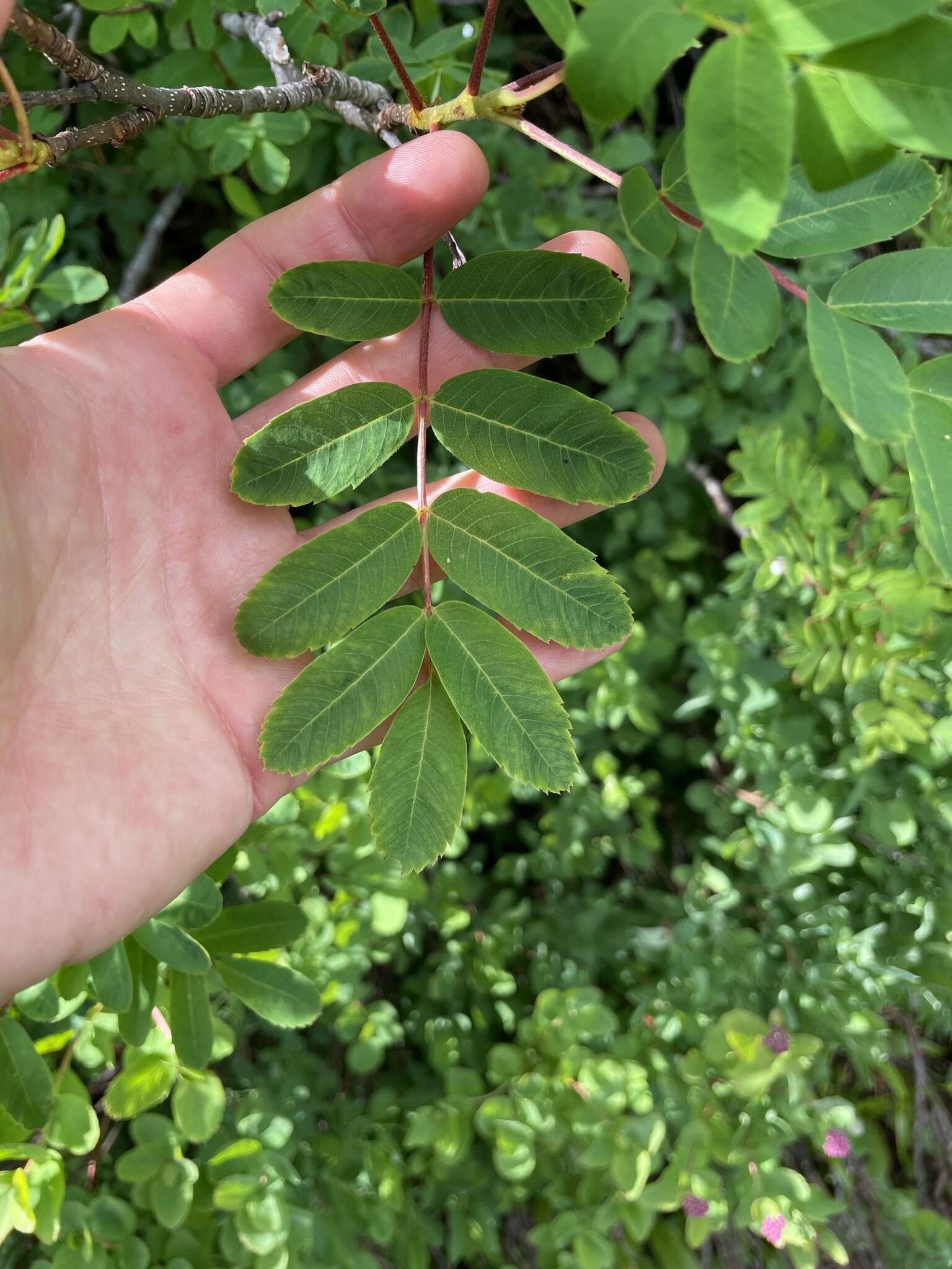 صورة Sorbus sitchensis var. grayi (Wenzig) C. L. Hitchc.