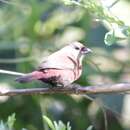 Image of Black-bellied Firefinch