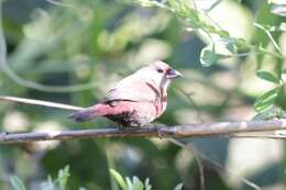 Image of Black-bellied Firefinch