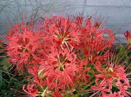 Image of red spider lily