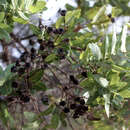 Слика од Angophora hispida (Sm.) D. F. Blaxell