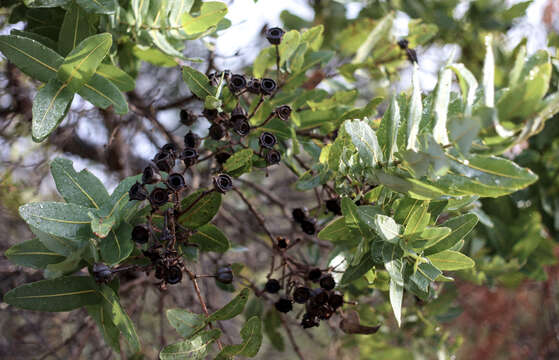 Image de Angophora hispida (Sm.) D. F. Blaxell