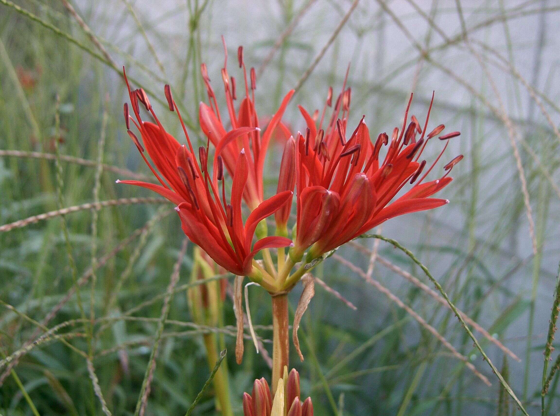 Image of red spider lily