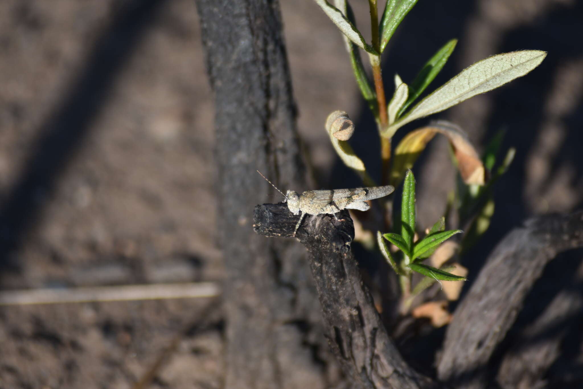 Image de Sphingonotus (Sphingonotus) lluciapomaresi (Defaut 2005)