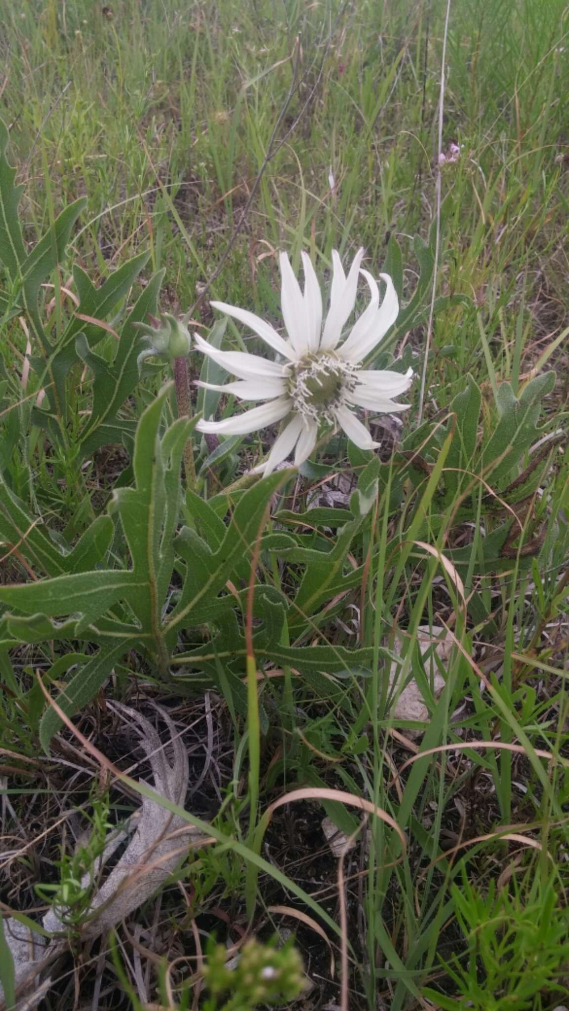 Image de Silphium albiflorum A. Gray