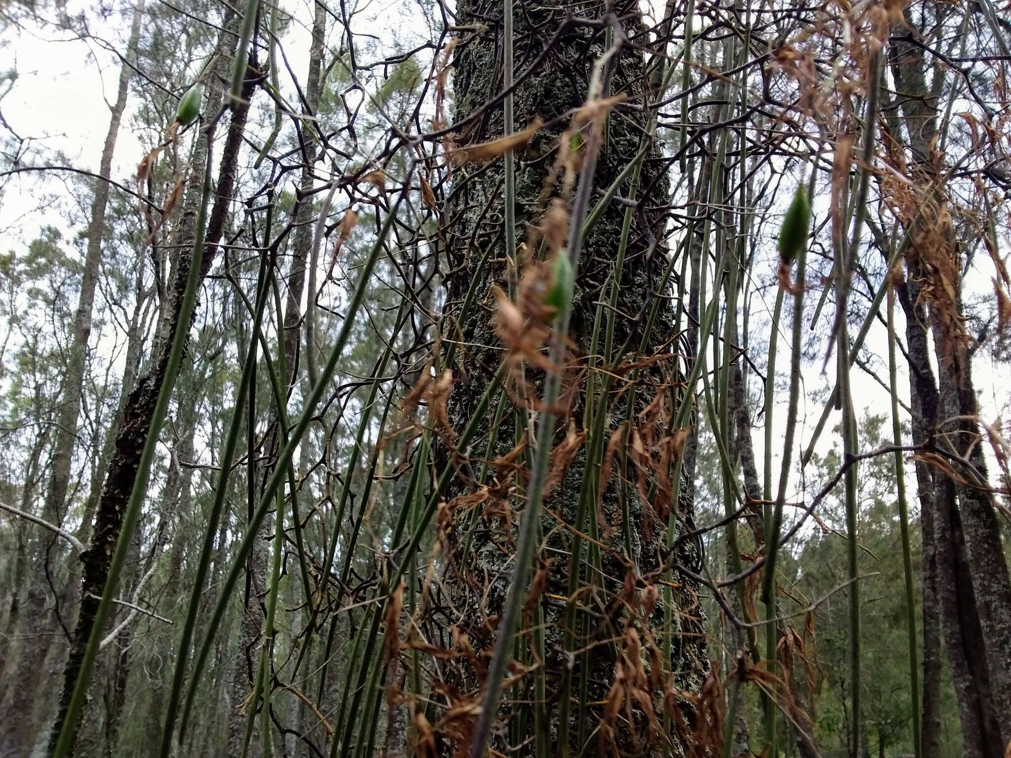 Dendrobium teretifolium R. Br. resmi