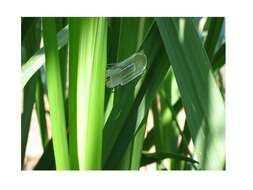 Image of sugarcane