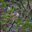 Image of Malay Brown Barbet