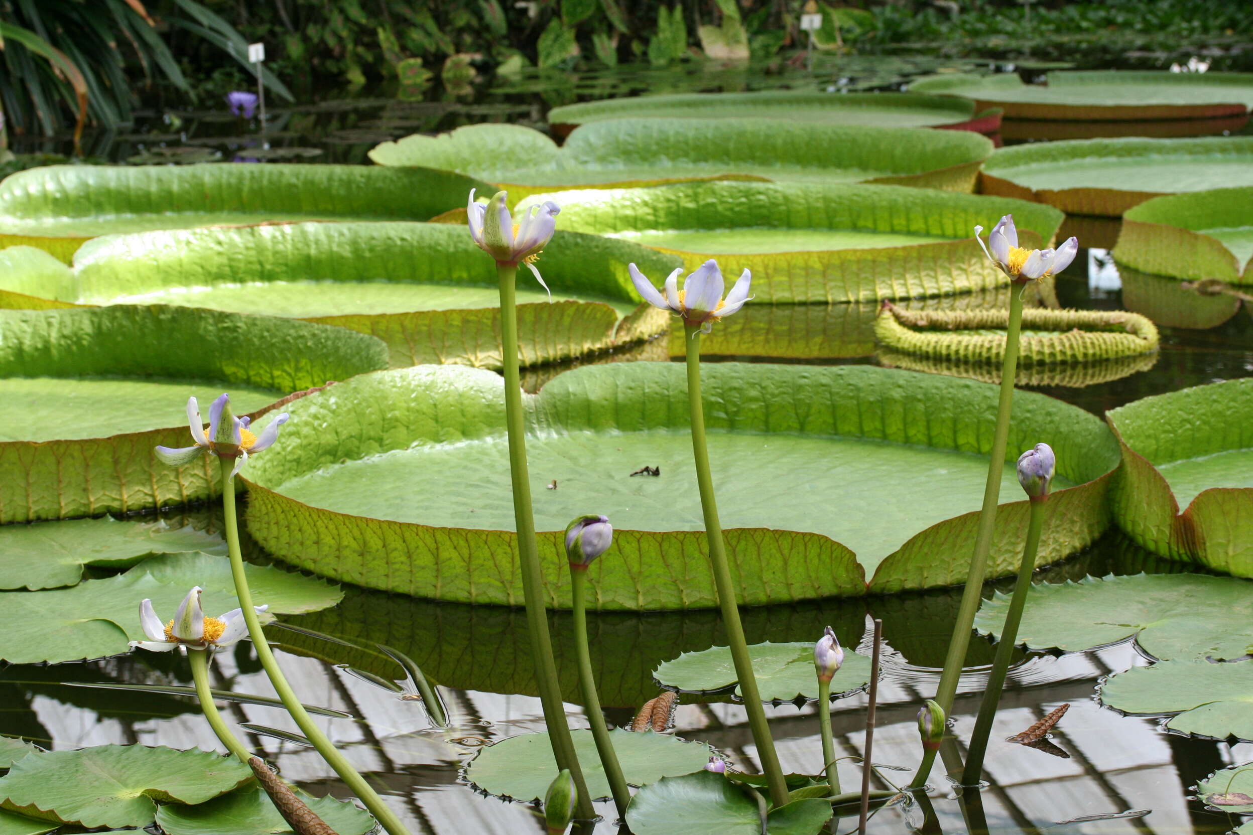 Image of Australian water-lily