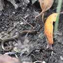 Image of Three-toed Earless Skink