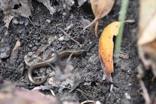 Image of Three-toed Earless Skink