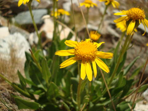 Image of mountain arnica