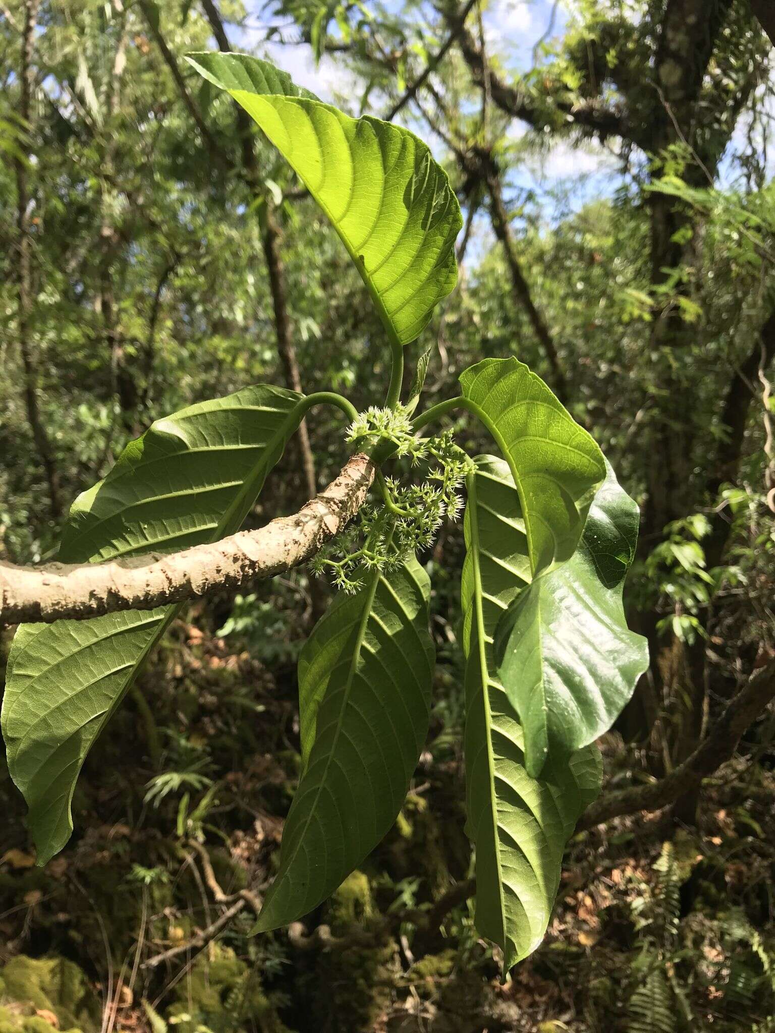 Imagem de Dendrocnide latifolia (Gaud.) Chew