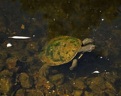 Image of Murray River Turtle