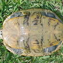 Image of Malaclemys terrapin tequesta Schwartz 1955