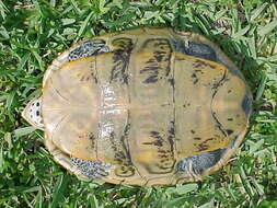 Image of Malaclemys terrapin tequesta Schwartz 1955