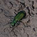 Image of Green Claybank Tiger Beetle