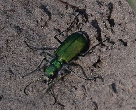 Image de Cicindela (Cicindela) denverensis Casey 1897