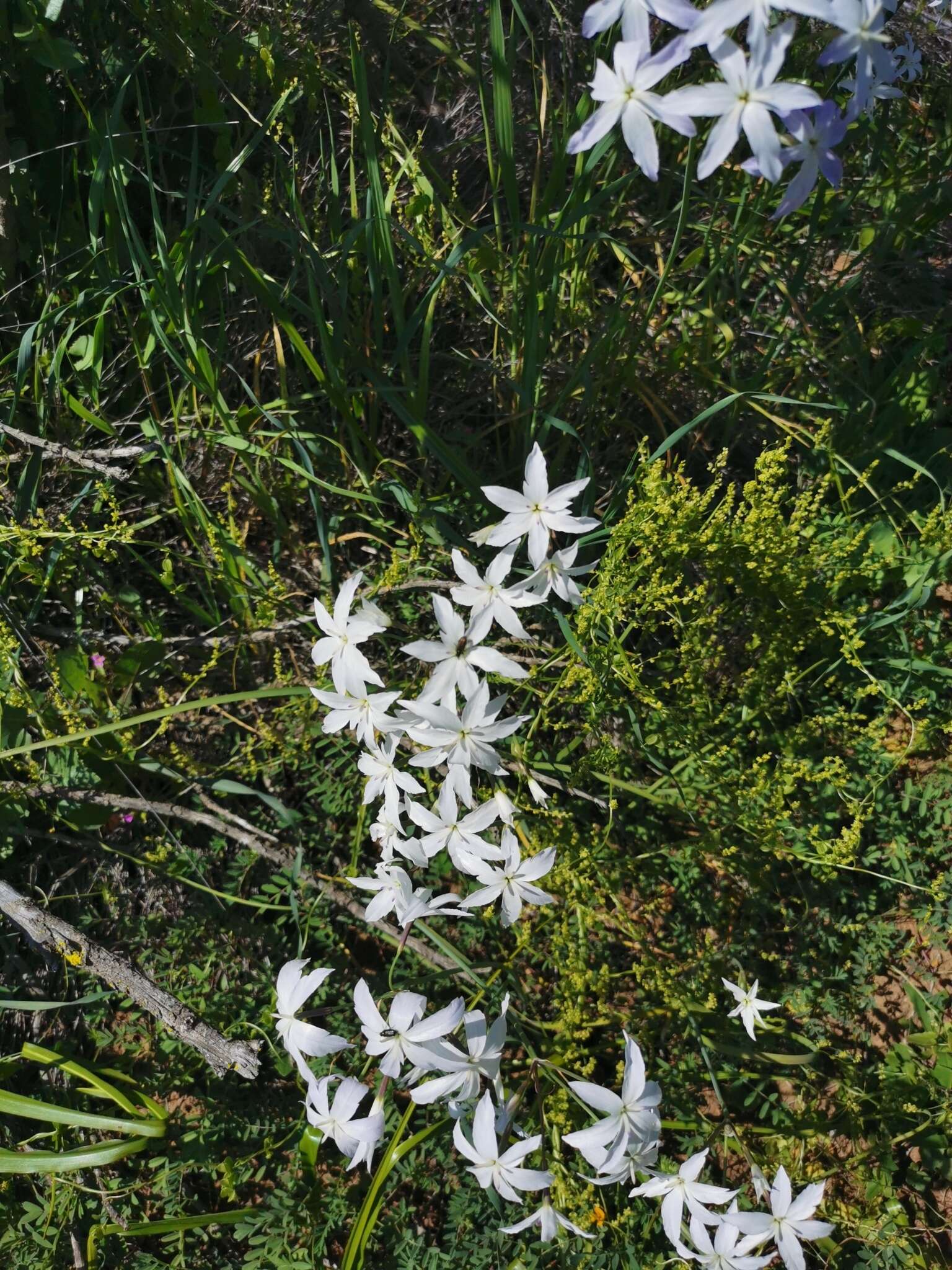 Imagem de Leucocoryne ixioides (Sims) Lindl.