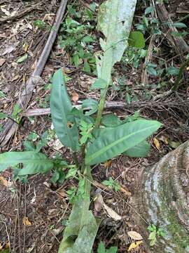 Image of Philodendron crassinervium Lindl.