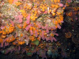 Image of pink tube sponge