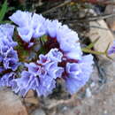 Image of Limonium sinuatum subsp. sinuatum