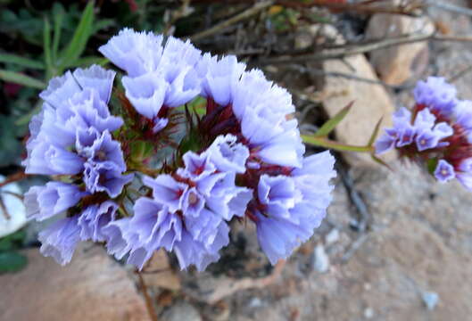 Imagem de Limonium sinuatum subsp. sinuatum