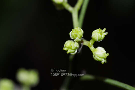 Image of Zanthoxylum avicennae (Lam.) DC.