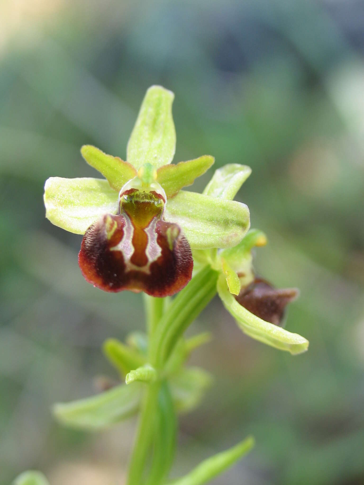Image of Ophrys sphegodes subsp. grammica (B. Willing & E. Willing) Kreutz