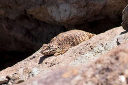 Image of Leopard Tree Iguana