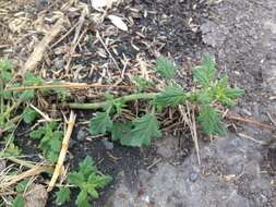 Image of clammy goosefoot