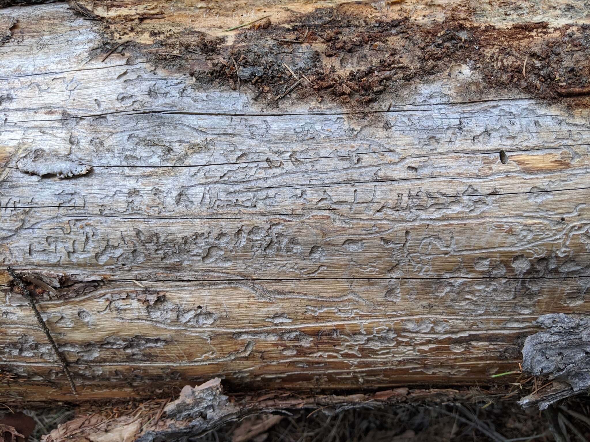 Image of Mountain Pine Beetle