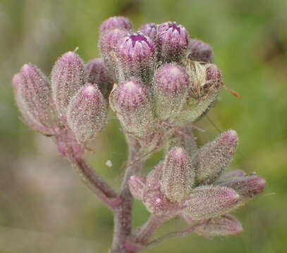 Image of Senecio purpureus L.