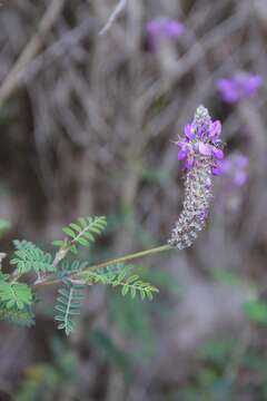 Image of Dalea cylindrica Hook.