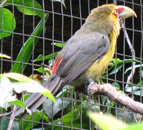 Image of Saffron Toucanet