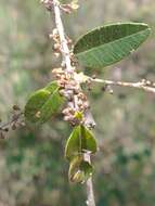 Слика од Chrysophyllum marginatum (Hook. & Arn.) Radlk.