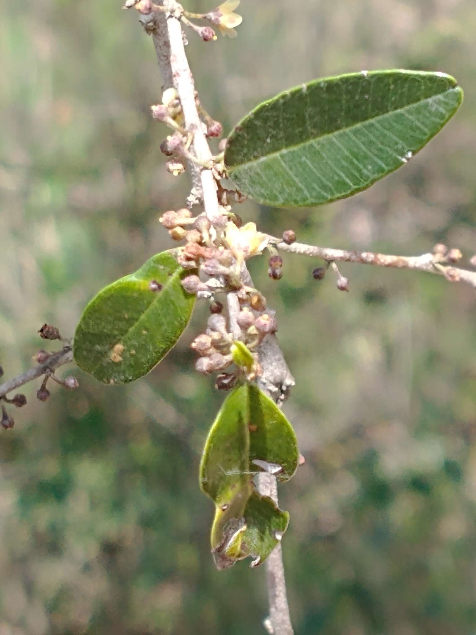 Слика од Chrysophyllum marginatum (Hook. & Arn.) Radlk.