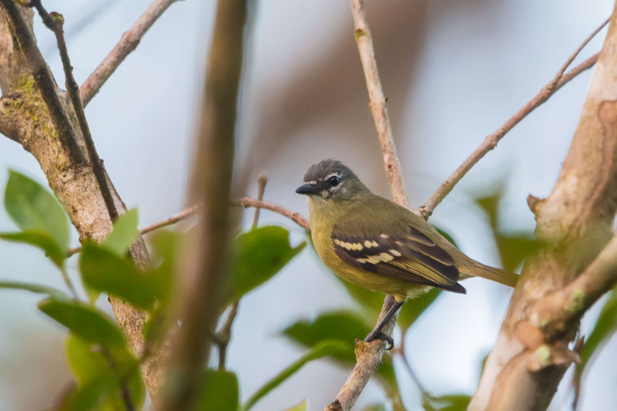 Image of White-lored Tyrannulet