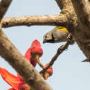 Image of Grey-headed Oliveback