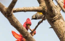 Image of Grey-headed Oliveback