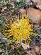 Image de Leucospermum profugum Rourke