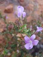 صورة Barleria saxatilis Oberm.