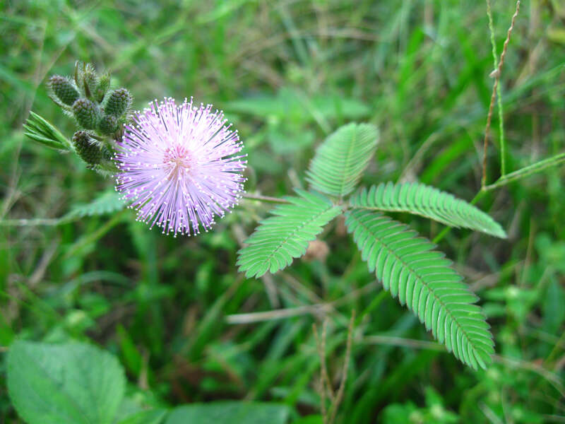 Image of Sensitive Plant