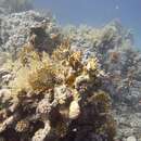 Millepora dichotoma Forskål 1775 resmi