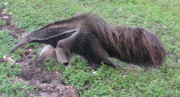 Image of anteater