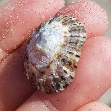 Image of Rustic Limpet