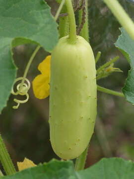 Image of garden cucumber