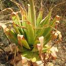 Image of Aloe pretoriensis Pole-Evans