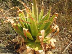 Image of Pretoria aloe